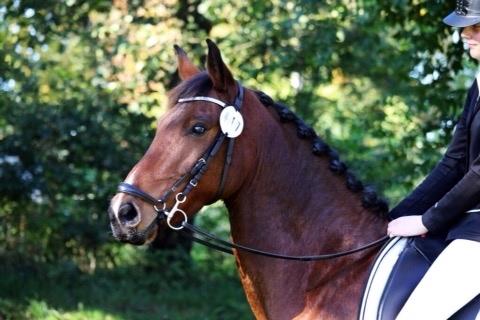 DSP Kenobi billede 17