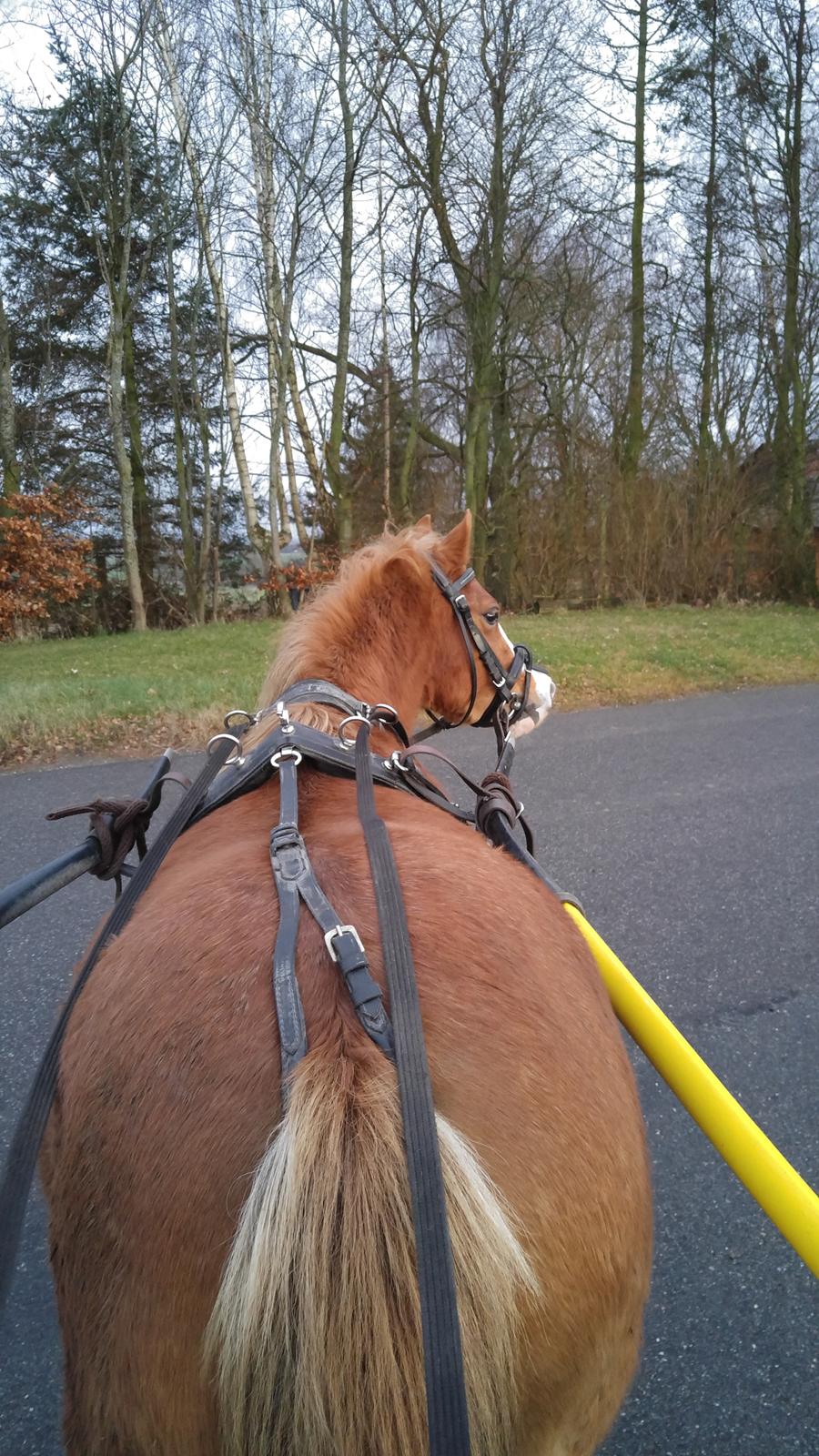 Welsh Mountain (sec A) Rø's dizzy mizz lizzy billede 19