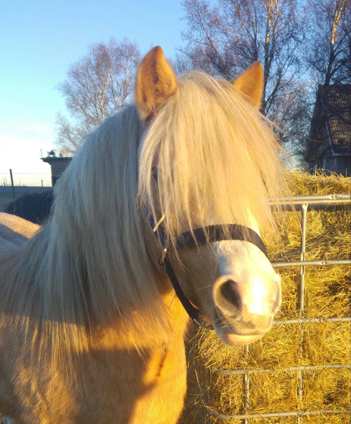 Welsh Mountain (sec A) Bavaria billede 1