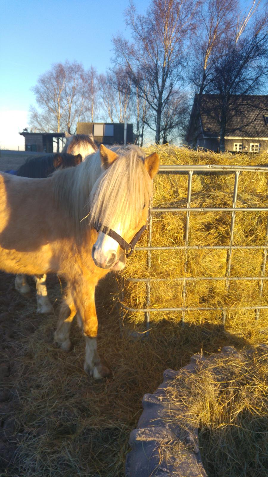 Welsh Mountain (sec A) Bavaria billede 4