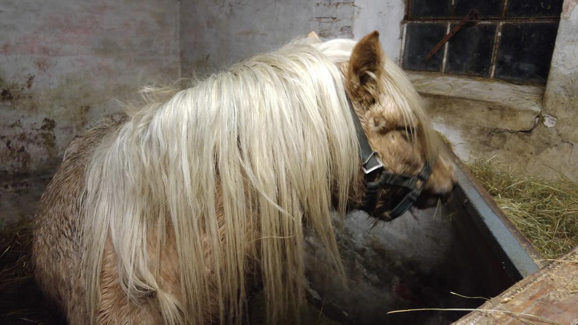 Welsh Mountain (sec A) Bavaria billede 5