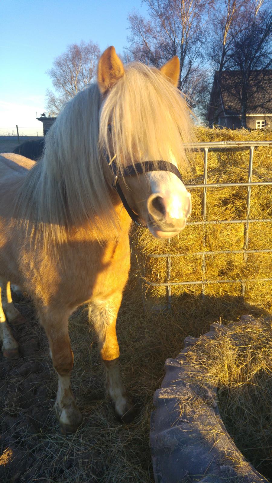 Welsh Mountain (sec A) Bavaria billede 3