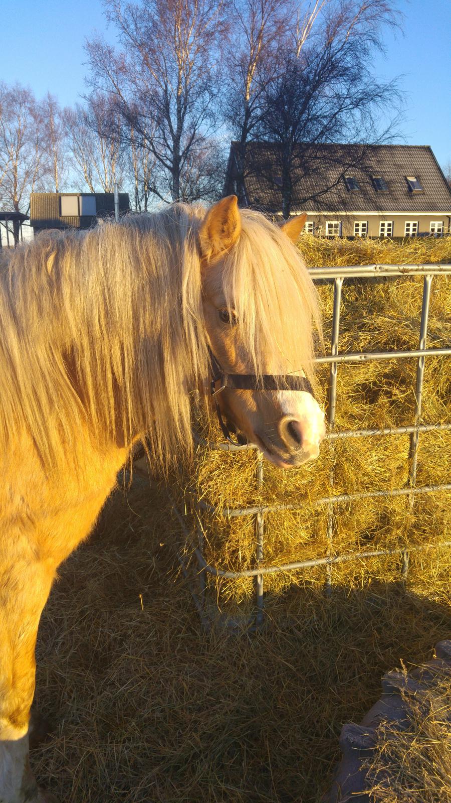 Welsh Mountain (sec A) Bavaria billede 2