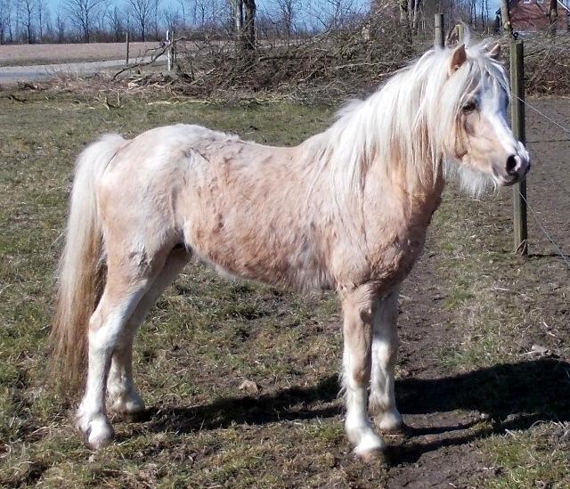 Welsh Mountain (sec A) Bavaria billede 6