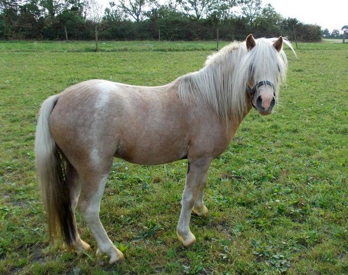 Welsh Mountain (sec A) Bavaria billede 8