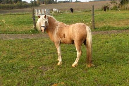 Welsh Mountain (sec A) Bavaria billede 7