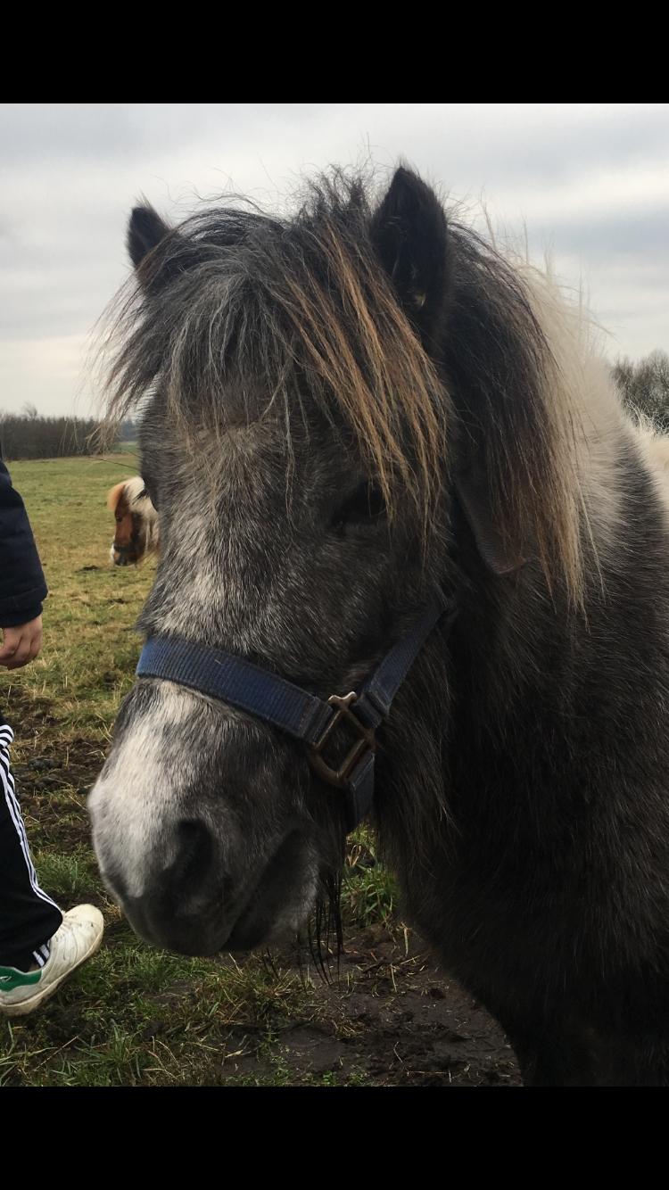 Shetlænder Maggie billede 9