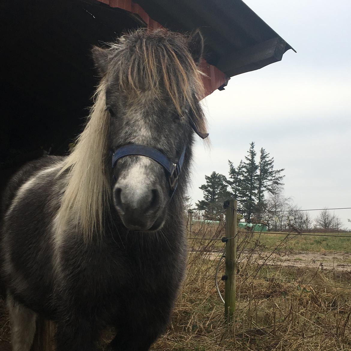 Shetlænder Maggie billede 10