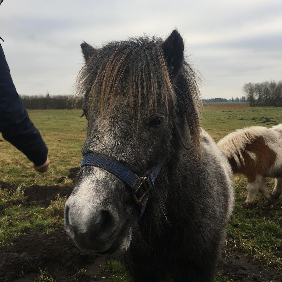 Shetlænder Maggie billede 11