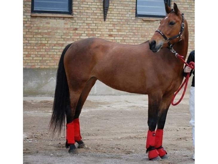 Cruzado Vanilla Sky billede 5