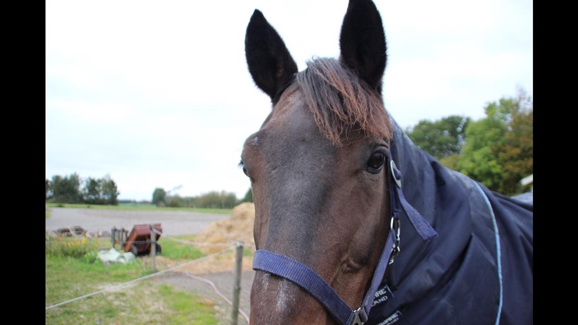 Dansk Varmblod Shadow  billede 18