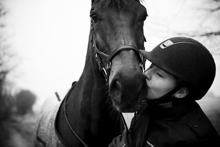 Dansk Varmblod Shadow  billede 1