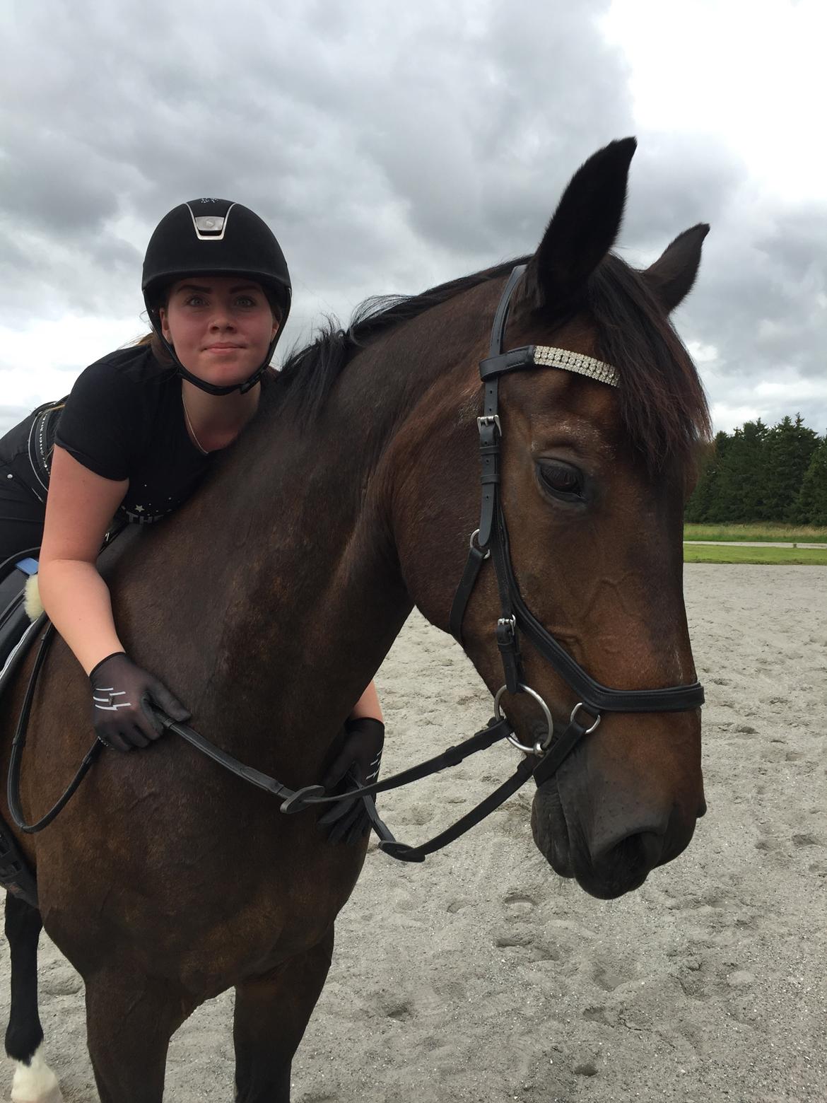 Dansk Varmblod Shadow  billede 19