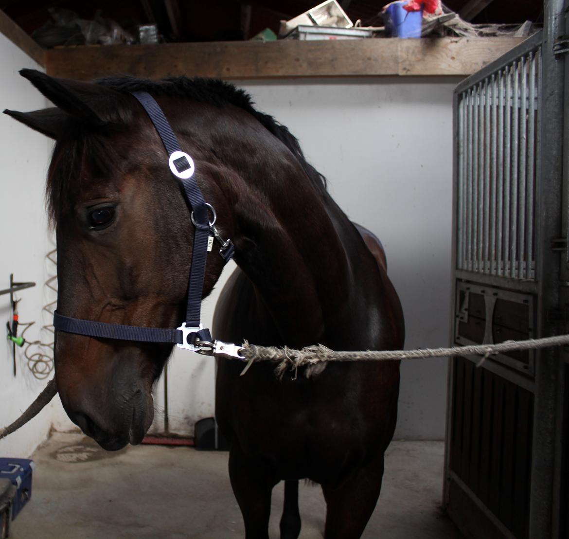 Dansk Varmblod Shadow  billede 6