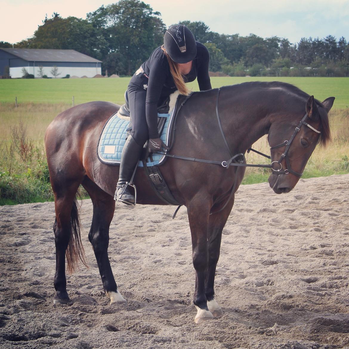 Dansk Varmblod Shadow  billede 11