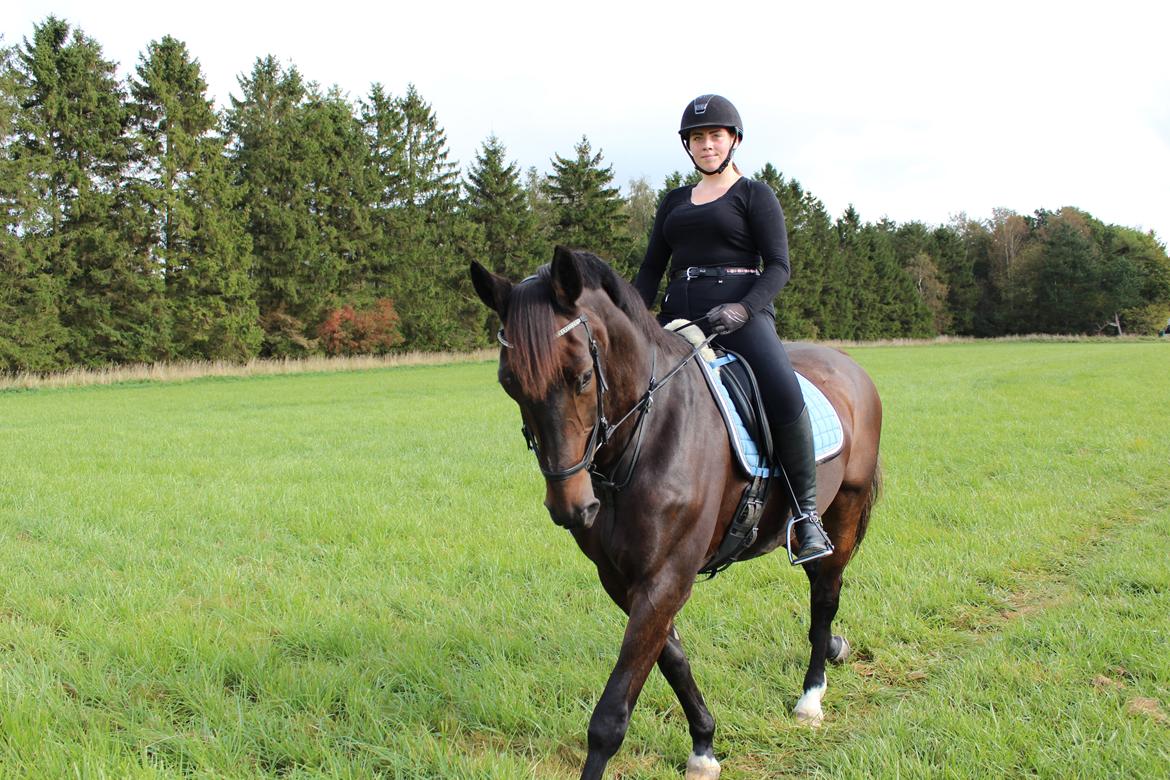 Dansk Varmblod Shadow  billede 20