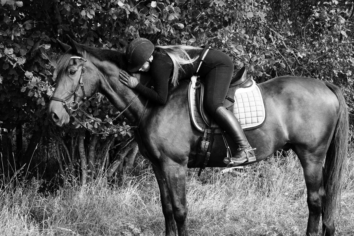 Dansk Varmblod Shadow  billede 3