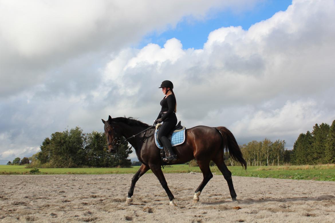 Dansk Varmblod Shadow  billede 12