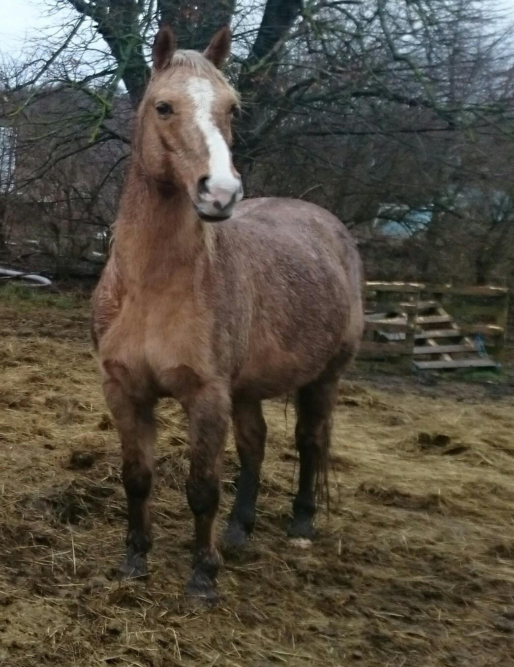 Palomino kærligheds ponyen Troja(SELVSKABSPONY) R.I.P.  billede 34