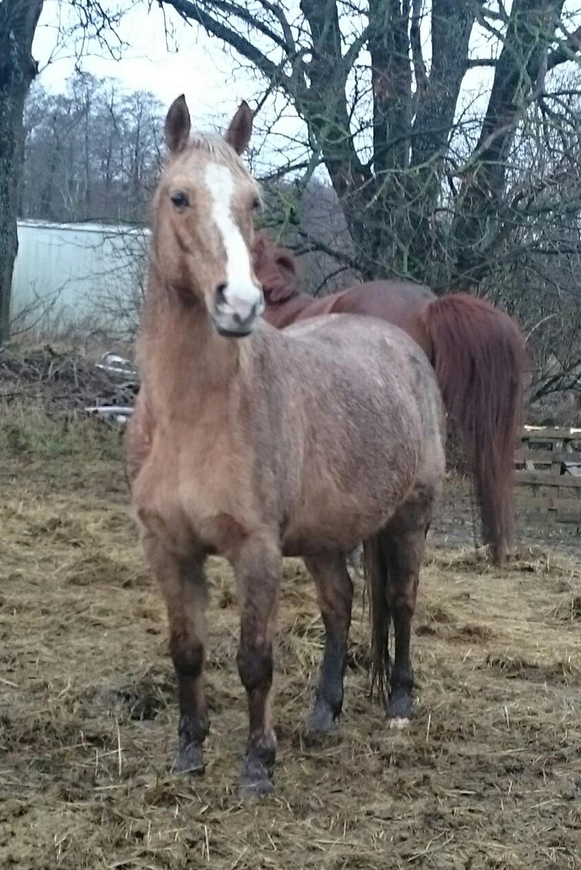 Palomino kærligheds ponyen Troja(SELVSKABSPONY) R.I.P.  billede 36