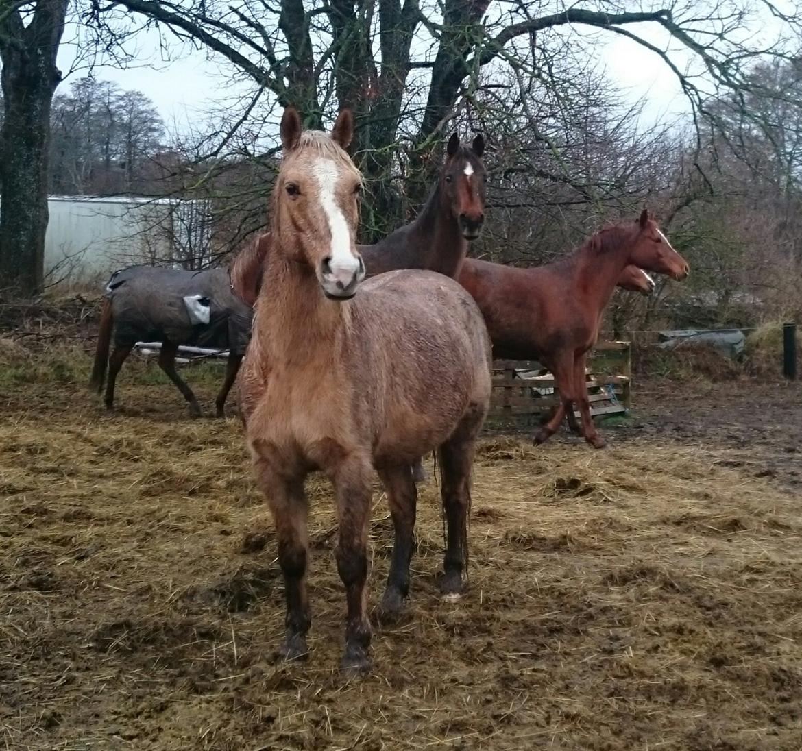 Palomino kærligheds ponyen Troja(SELVSKABSPONY) R.I.P.  billede 33