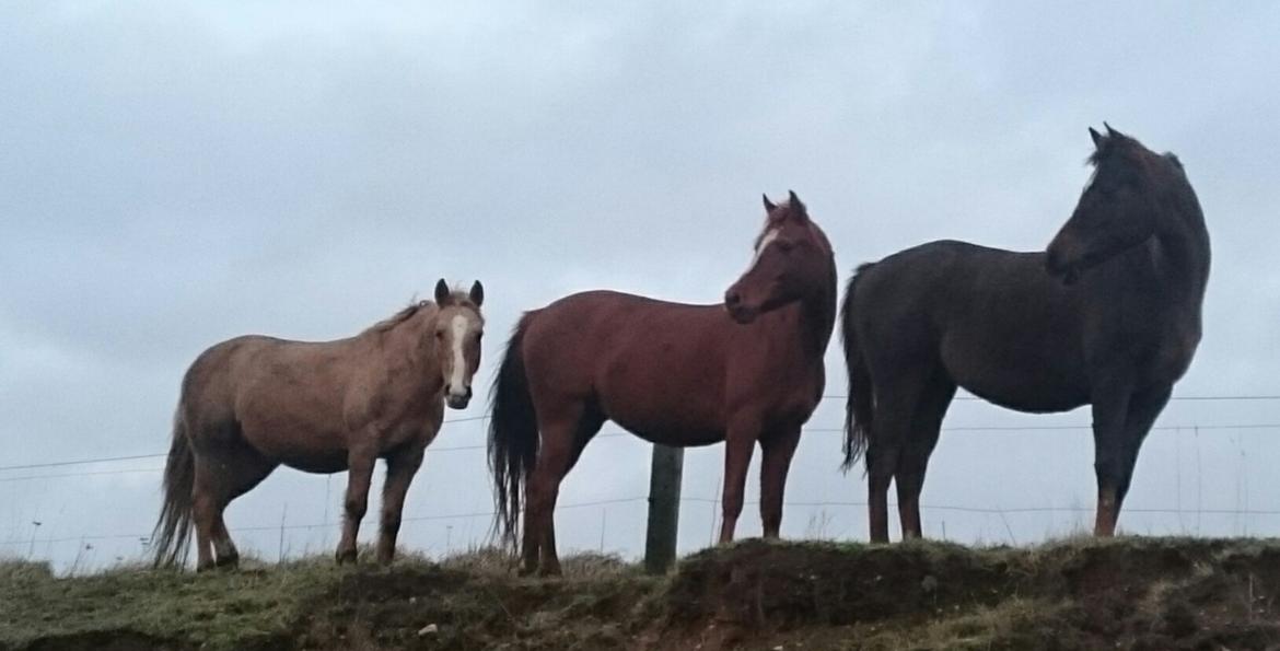 Palomino kærligheds ponyen Troja(SELVSKABSPONY) R.I.P.  billede 37