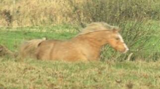 Palomino kærligheds ponyen Troja(SELVSKABSPONY) R.I.P.  billede 39