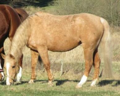 Palomino kærligheds ponyen Troja(SELVSKABSPONY) R.I.P.  billede 38