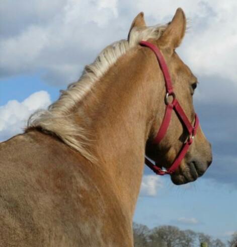 Palomino kærligheds ponyen Troja(SELVSKABSPONY) R.I.P.  billede 1