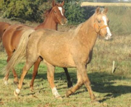 Palomino kærligheds ponyen Troja(SELVSKABSPONY) R.I.P.  billede 40