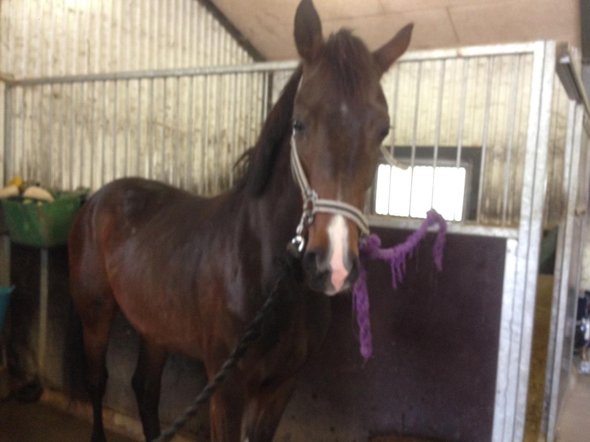 Dansk Varmblod Trodsbjerggaards Zee Zack Blue billede 6