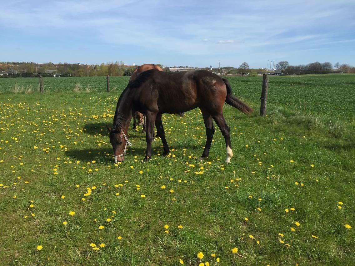 Dansk Varmblod Trodsbjerggaards Zee Zack Blue billede 3