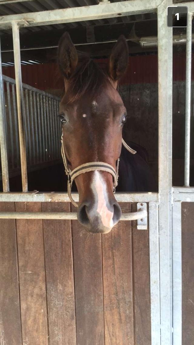 Dansk Varmblod Trodsbjerggaards Zee Zack Blue billede 4