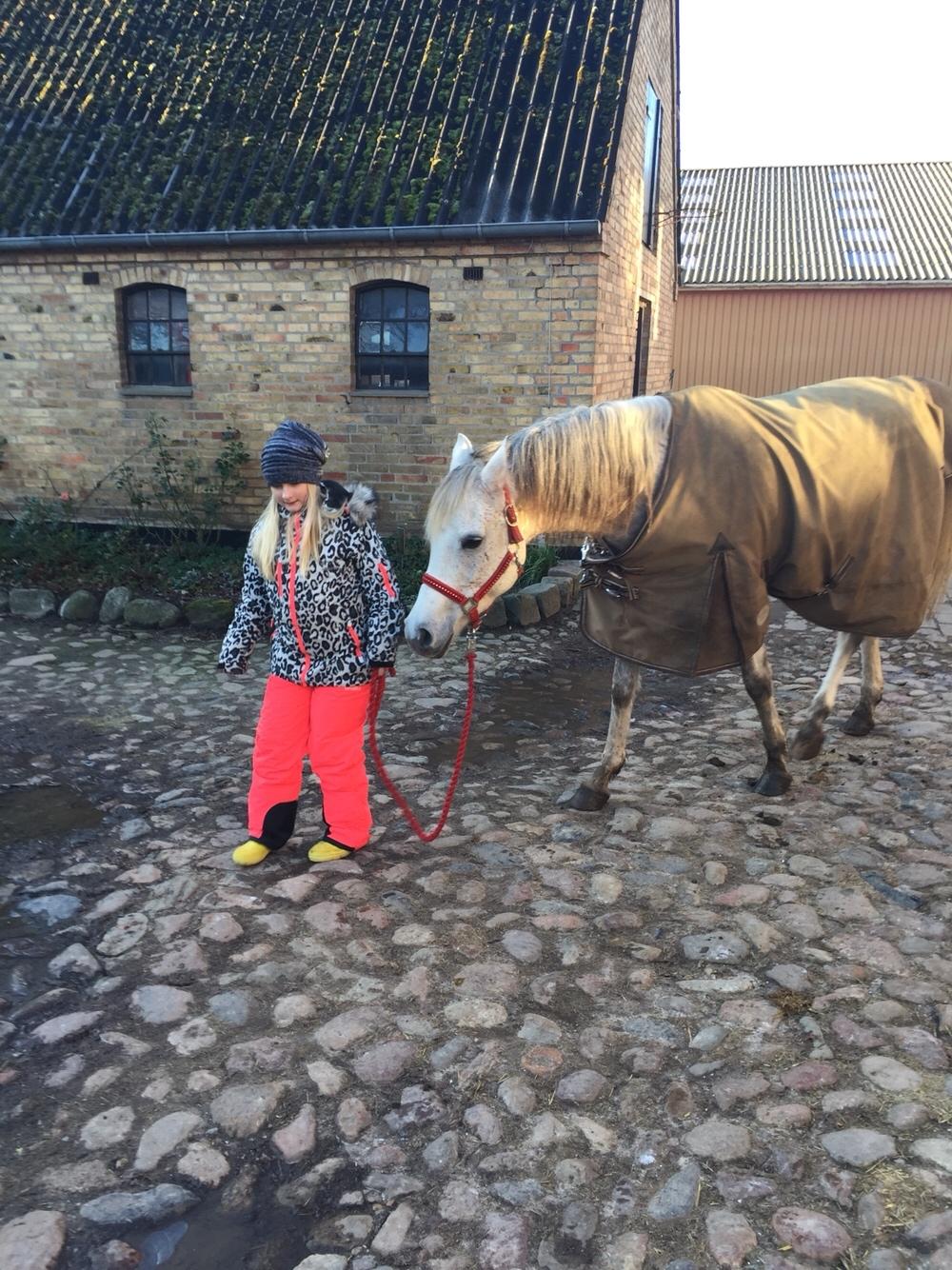 Arabisk fuldblod (OX) Birkelunds Sahar OX billede 10