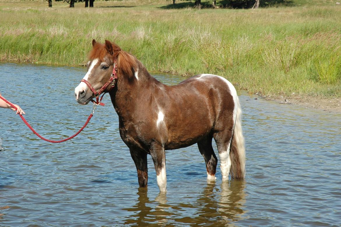 Pinto Pintoligaens Red-Butler *R.I.P* billede 15