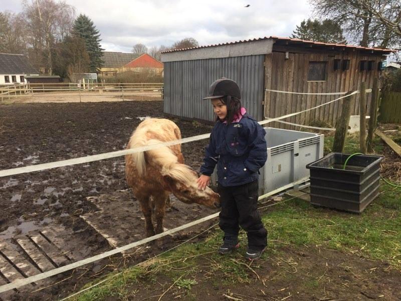 Anden særlig race Timon  billede 35