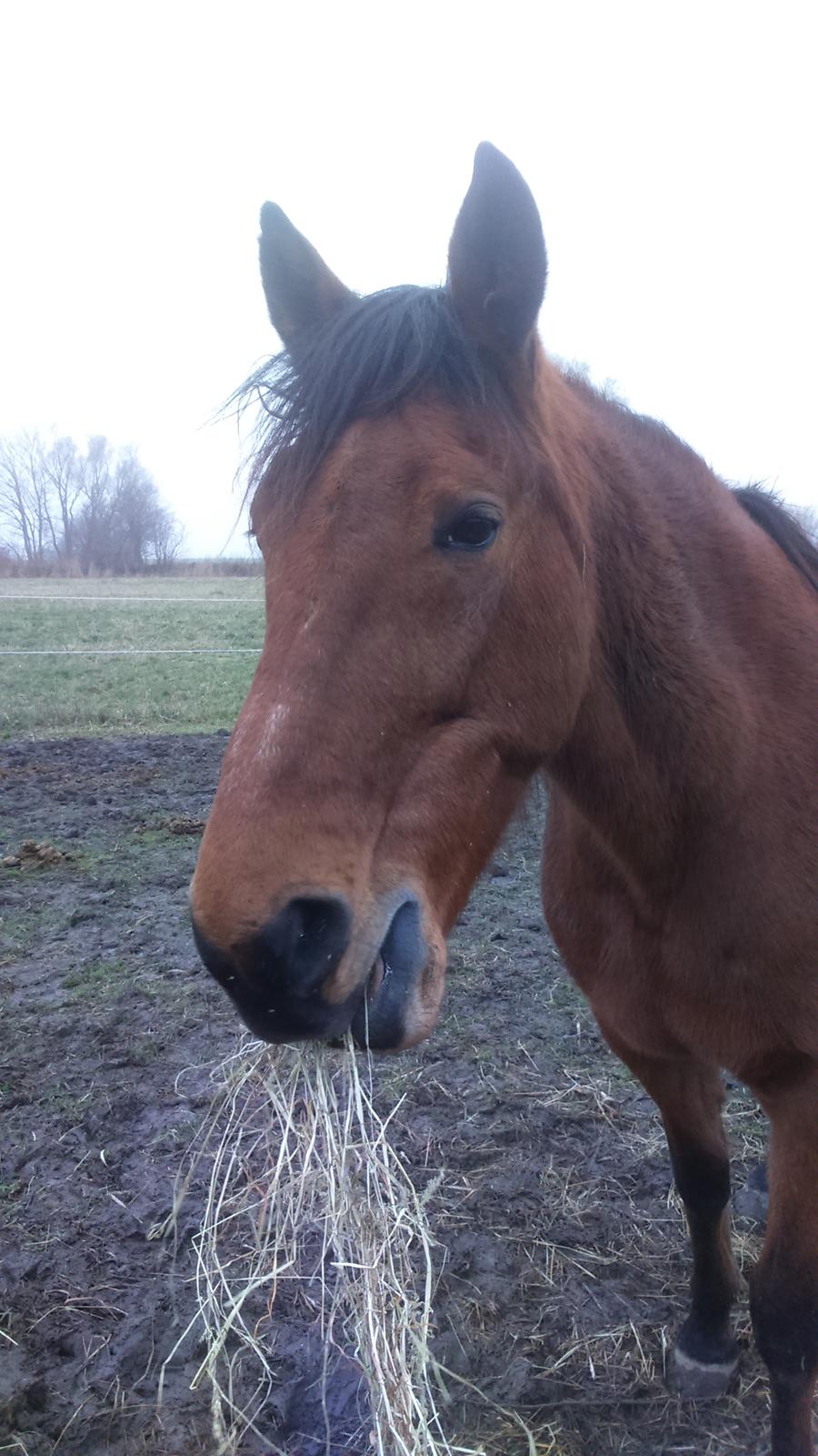 Traver Gunnison billede 9