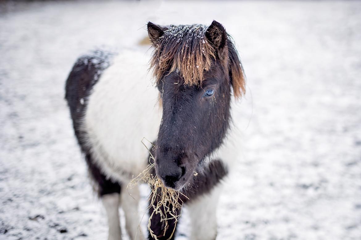 Islænder Elmer - En lille vinter Elmer, nu 9 måneder gammel. Jan 2017 billede 6