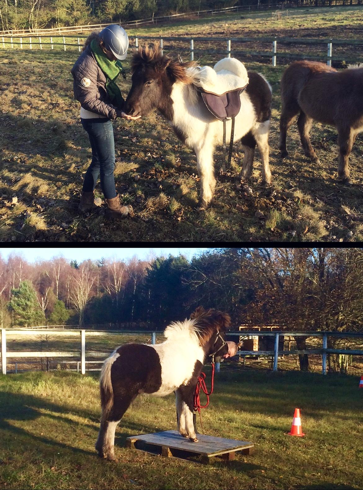 Islænder Elmer - Elmer med bareback-pad, og med forbenen på en palle. Han er en sej lille gut! billede 20