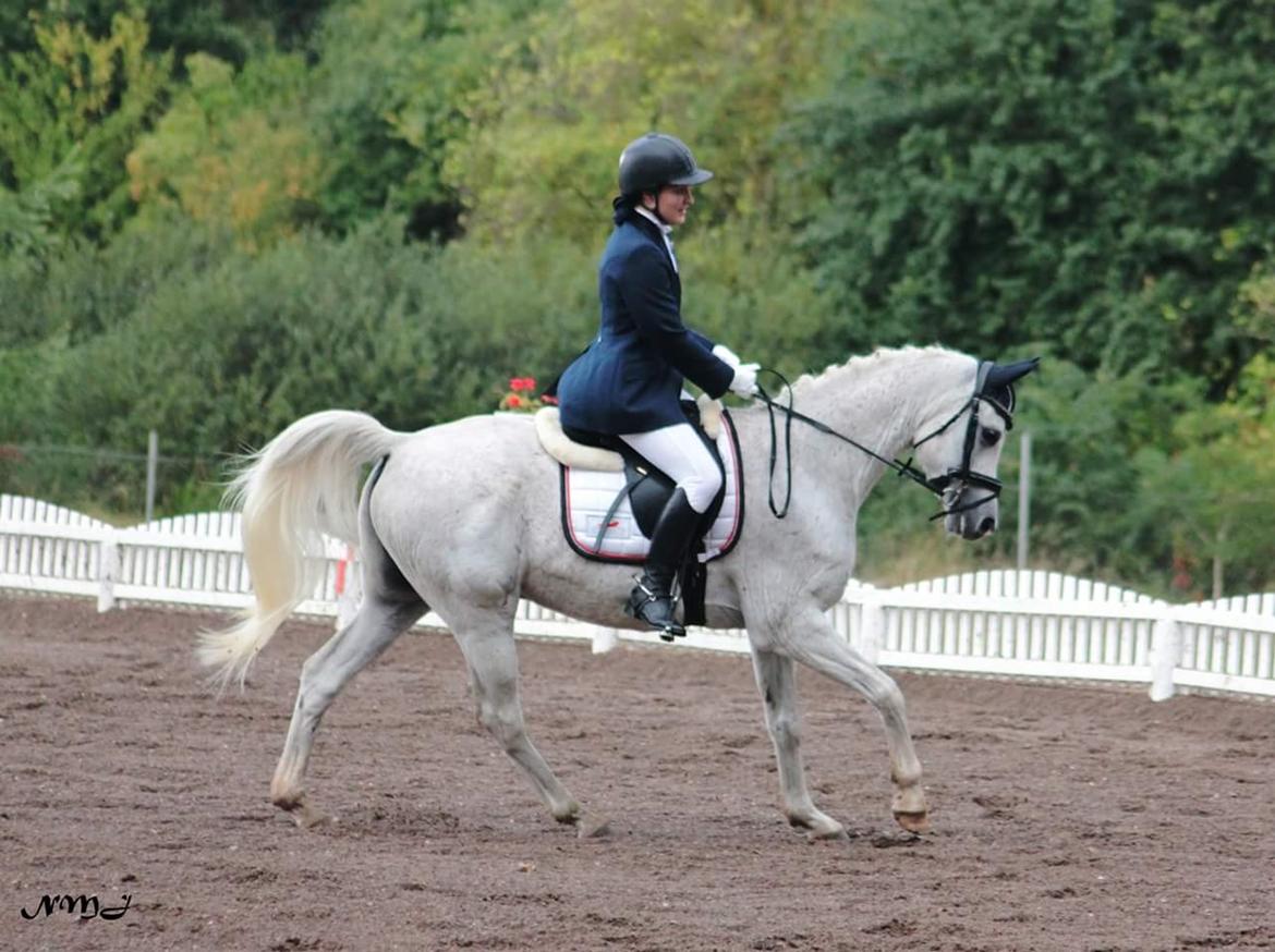 Arabisk fuldblod (OX) Ho-Cosmo billede 19