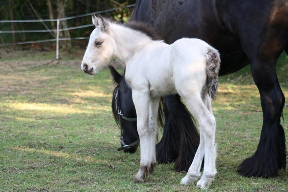 Irish Cob Nydals Sir Winston - Billede lånt af avler Helle Gjørup billede 13