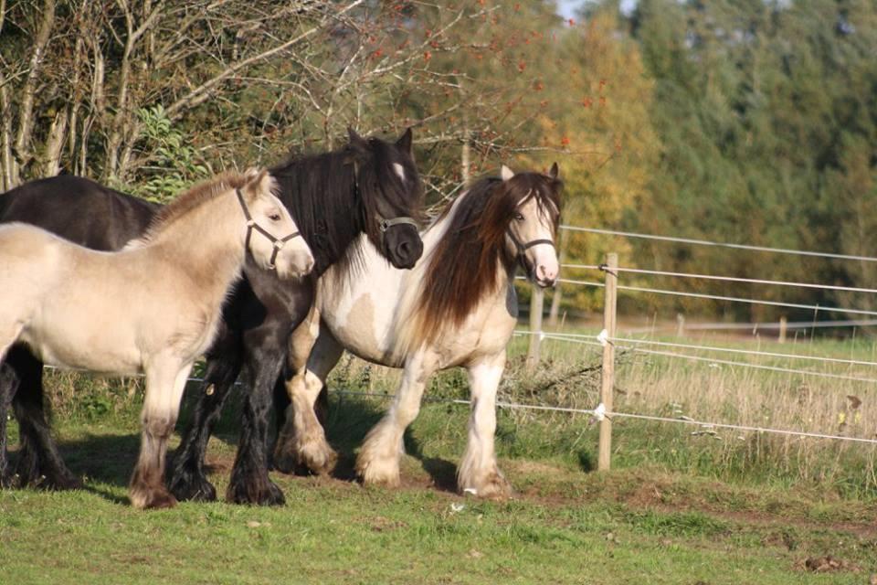Irish Cob Nydals Sir Winston - Winston med far og mor. Billede lånt af avler Helle Gjørup billede 14