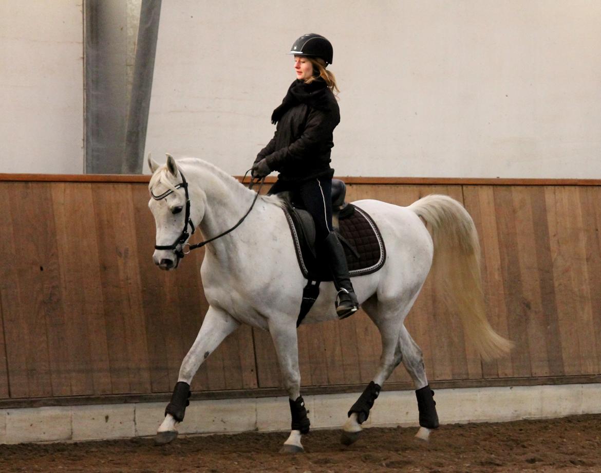 Arabisk fuldblod (OX) RM Al Qadir - 6 januar 2017 Foto: Marie W. Frederiksen billede 2