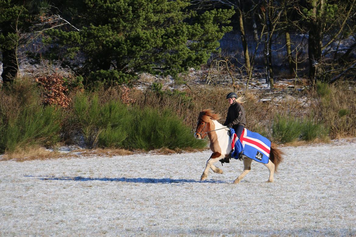 Islænder Embla fra Katrinedal billede 16