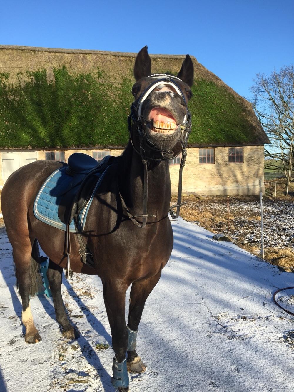 Anden særlig race Newclear p. (Himmelhest) billede 15