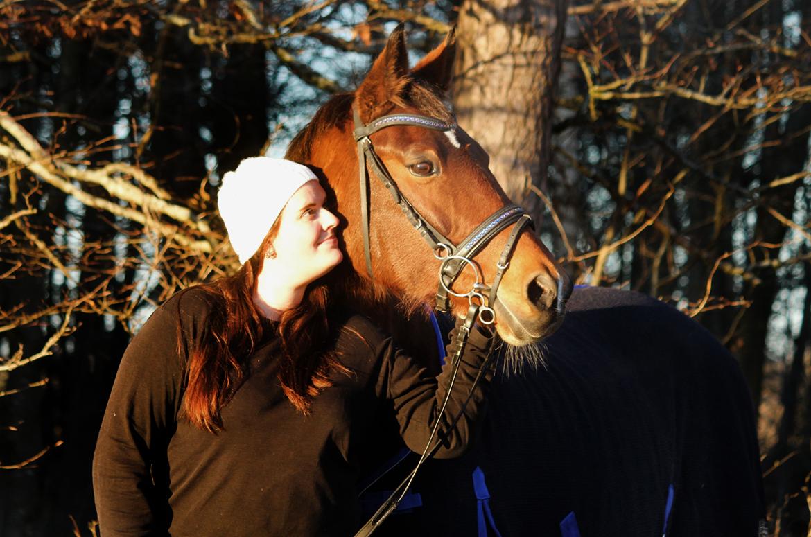 Dansk Varmblod Ørstedslunds Lucky Lady billede 10