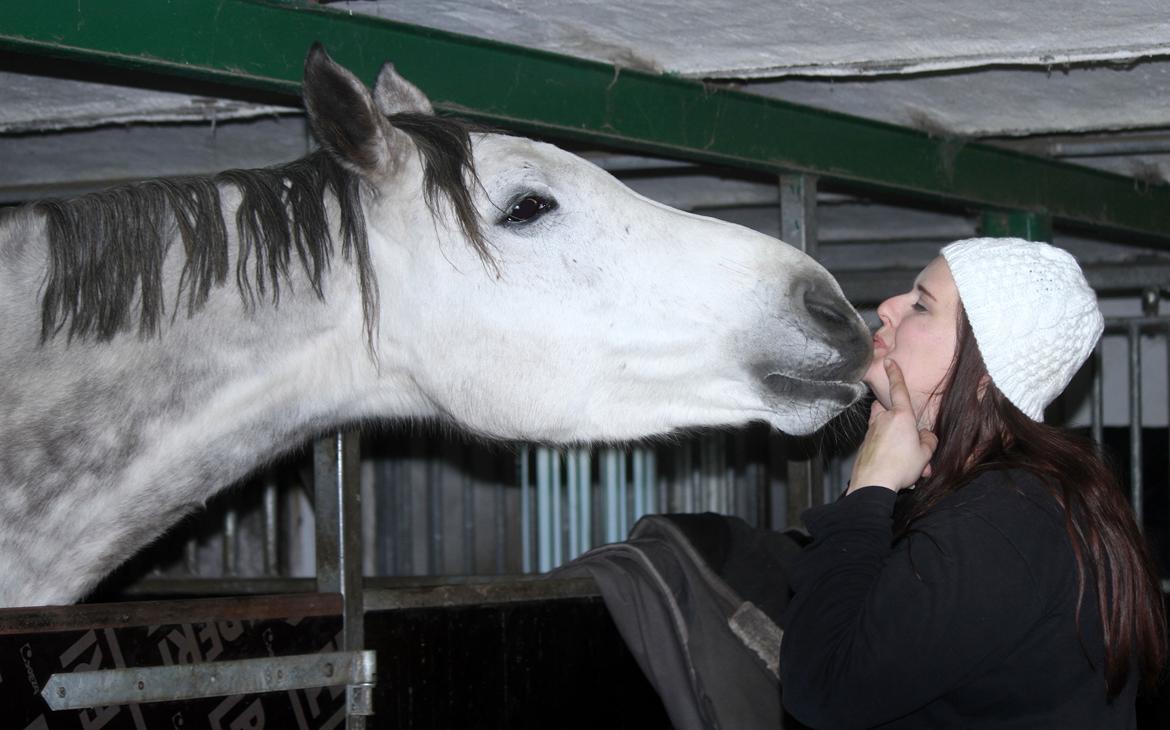 Dansk Varmblod Lambrié Vejen (Avlshoppe) - NYT: Kæmpe Mys :D <3 billede 15