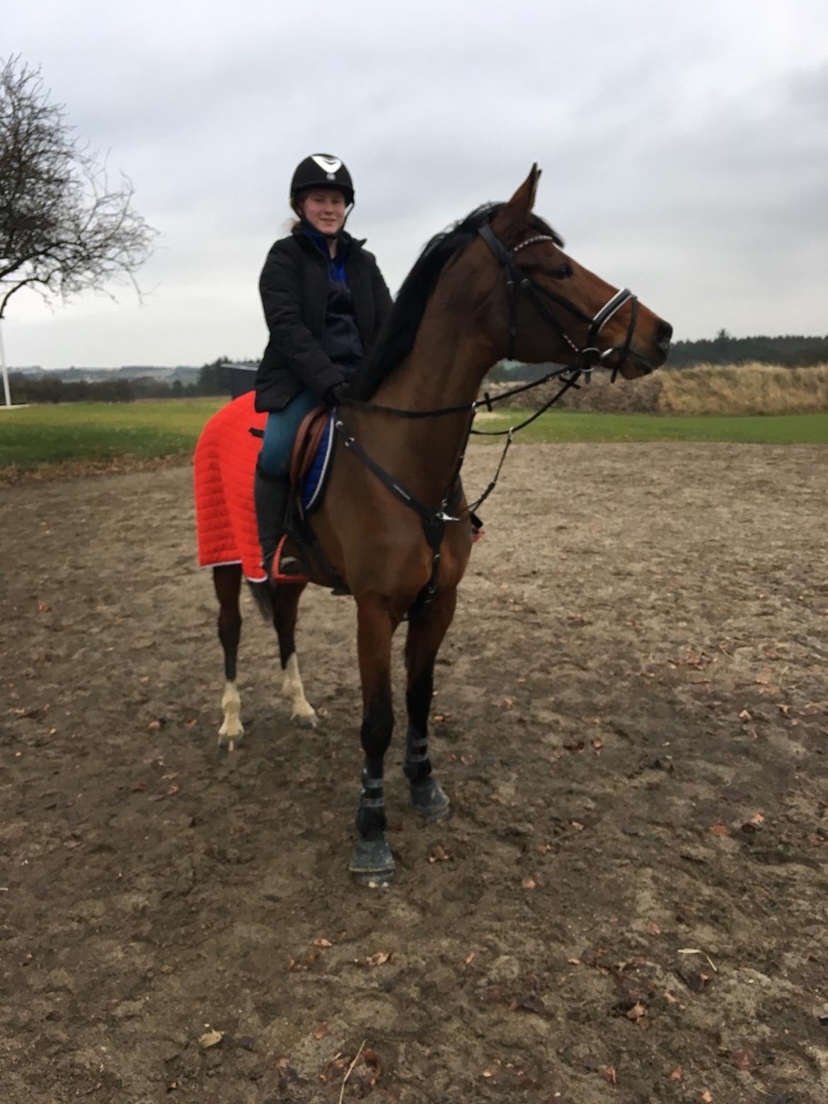 Polsk Varmblod She Can - Løgstør banetræning dec 2016 billede 7