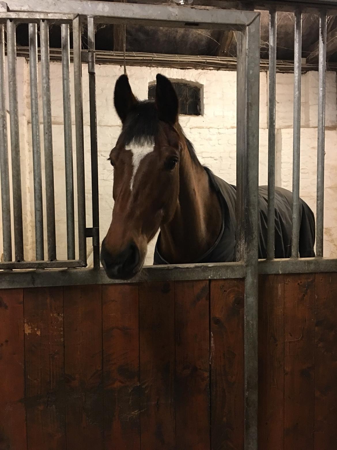 Polsk Varmblod She Can billede 9