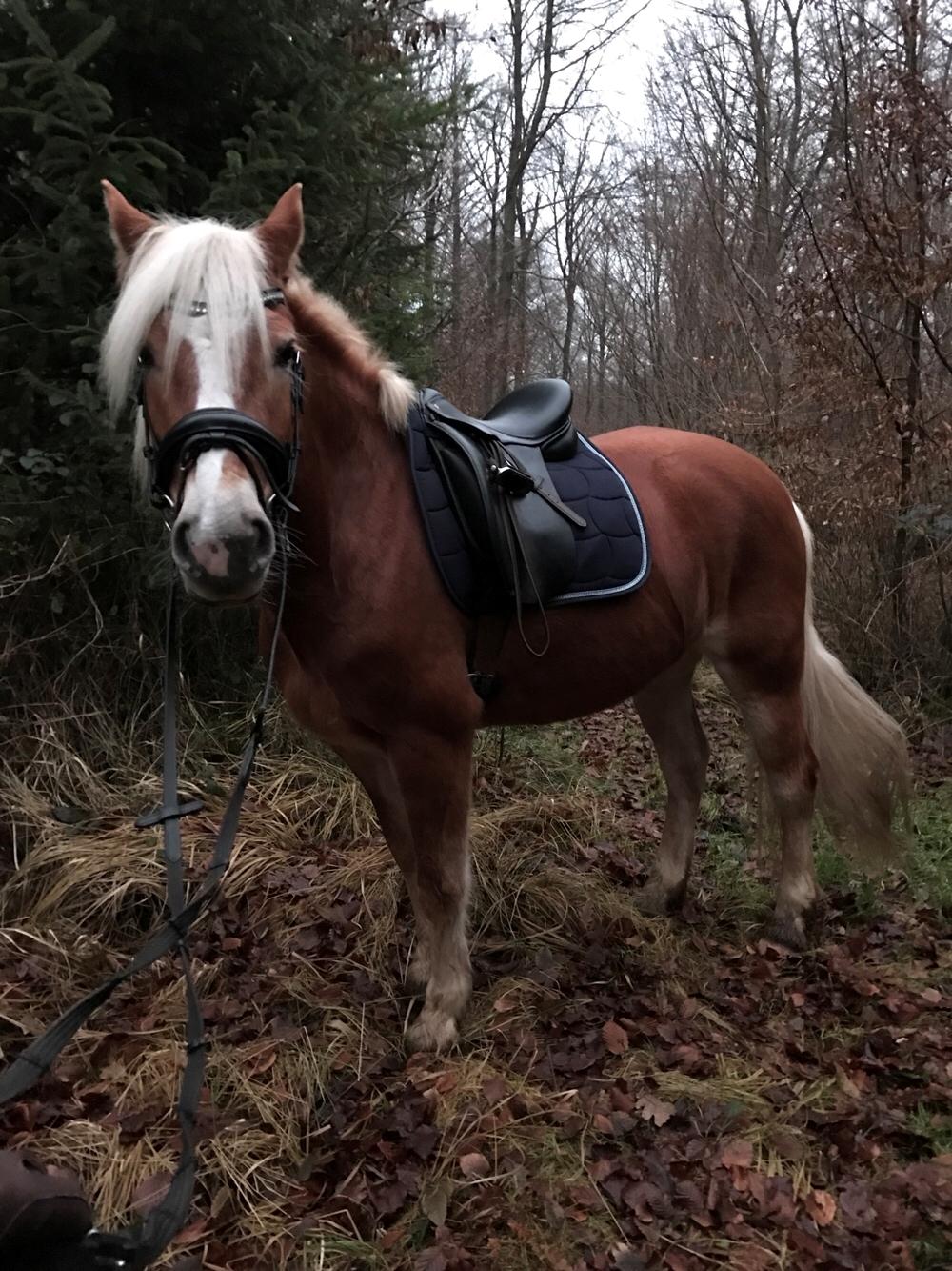 Haflinger KBK 9 Haily billede 3